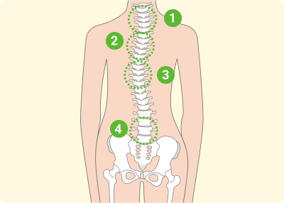 痛みの本当の原因は、背骨の歪みによる神経の乱れ。背骨は全身の神経の通り道です。