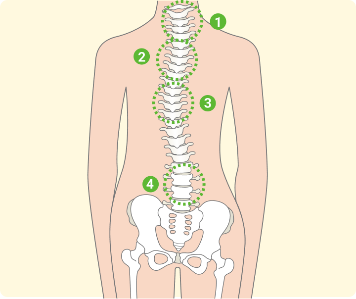 痛みの根本原因は背骨のゆがみと神経伝達の乱れかもしれません。